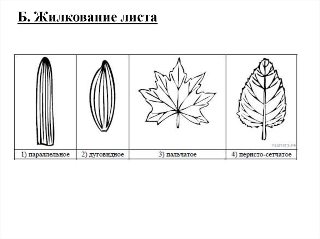 Параллельное жилкование. Сетчатое жилкование листовой пластинки у. Схема жилкования листьев. Сетчатое жилкование листьев рисунок. Дуговое жилкование листовой пластинки у.