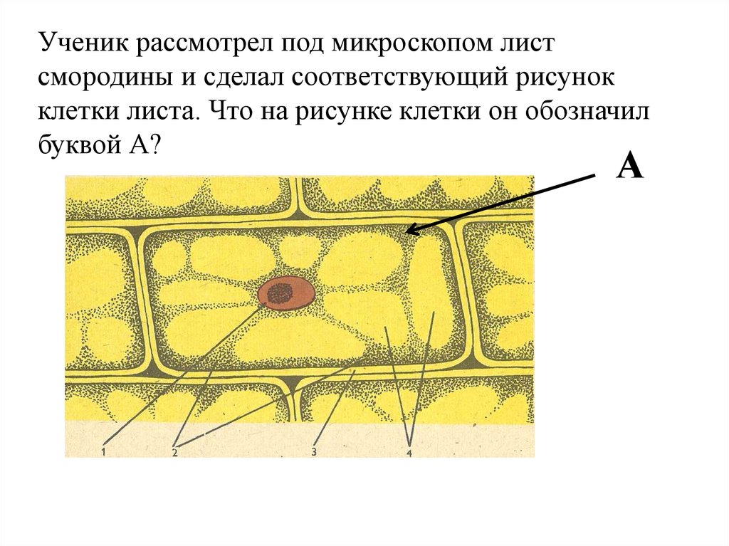 В клетках листа смородины. Ученик рассматривал под микроскопом лист смородины. Рассматриваем под микроскопом лист. Составные части растительной клетки под микроскопом. Лист смородины под микроскопом.