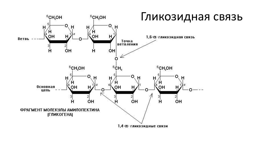Полисахарид в мышцах и печени. Фрагмент гликогена формула. Строение фрагмента молекулы гликогена. Фрагмент структуры гликогена. Крахмал формула гликозидные связи.