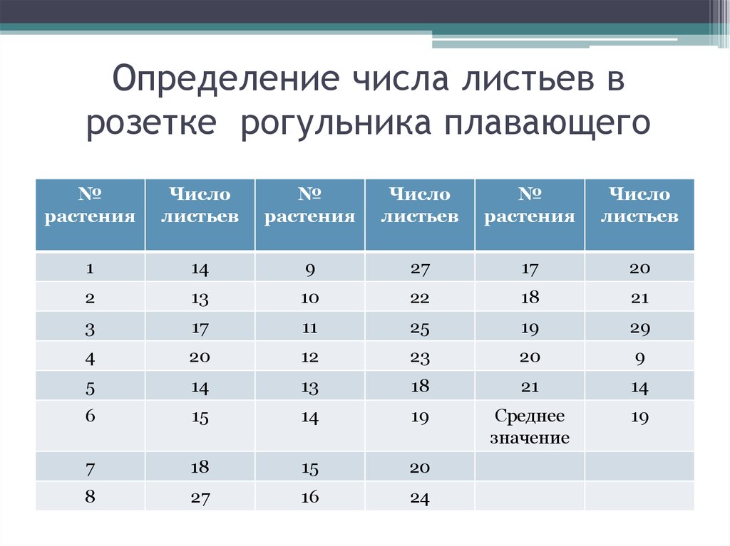 Результаты измерения листьев по биологии. Розетки листьев определение.