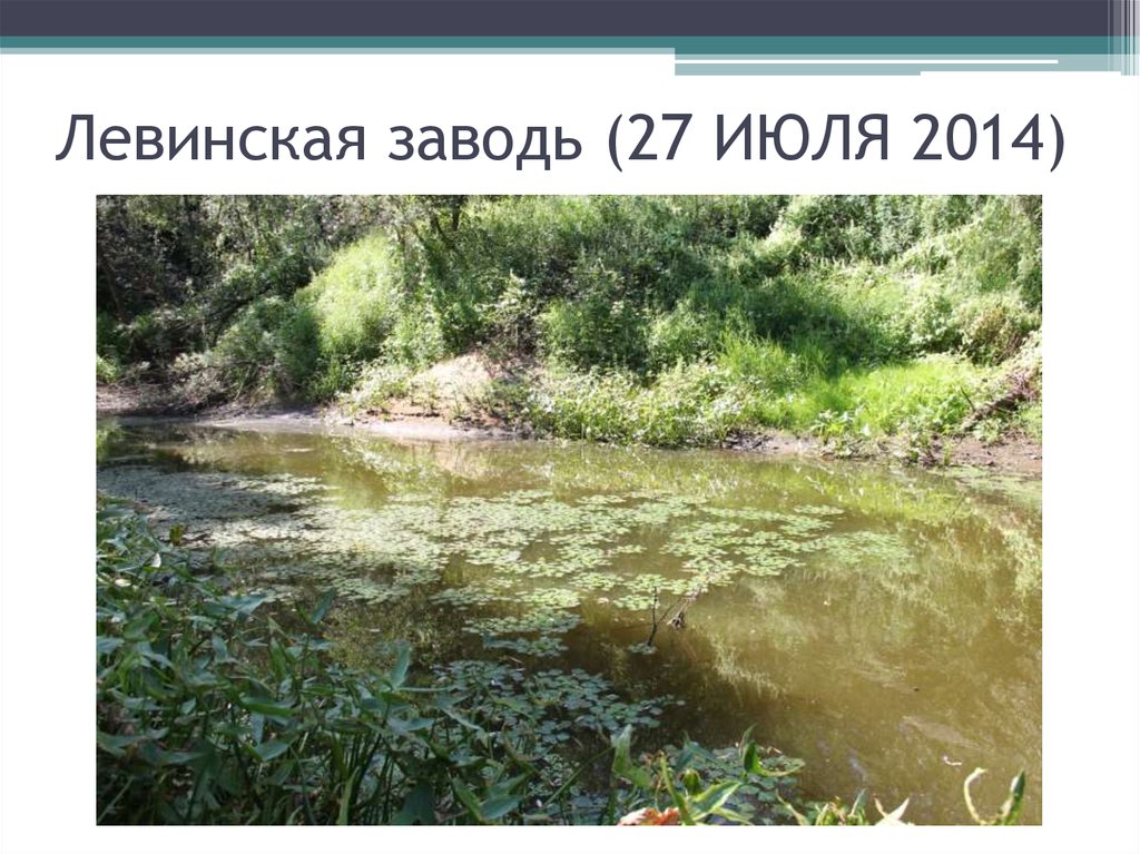 Левинская заводь (27 ИЮЛЯ 2014)