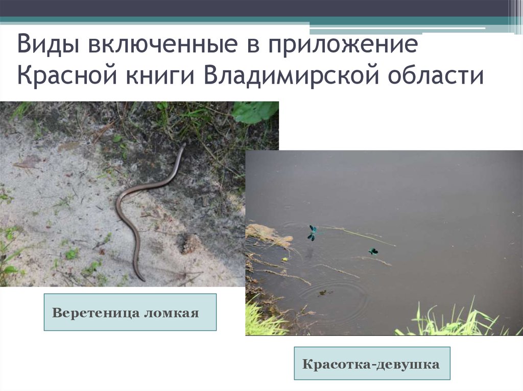 Виды включенные в приложение Красной книги Владимирской области