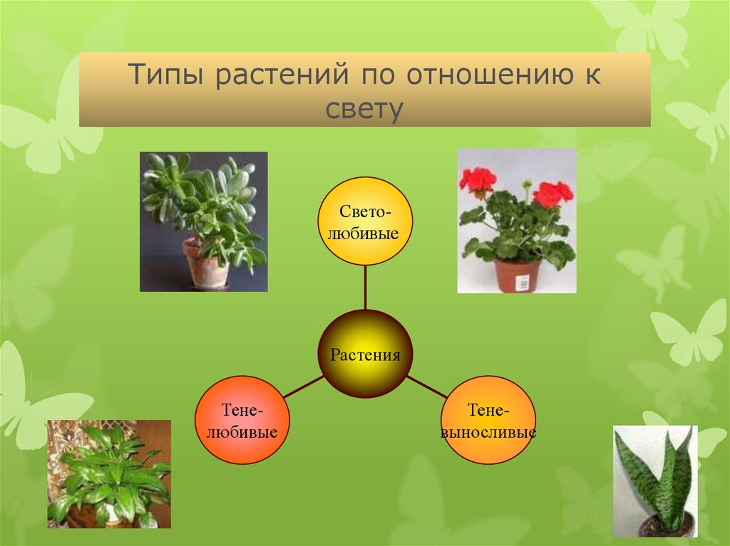 Типы растений по отношению к свету