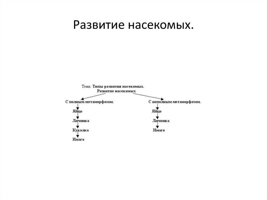 Продление рода органы размножения биология 7 класс презентация