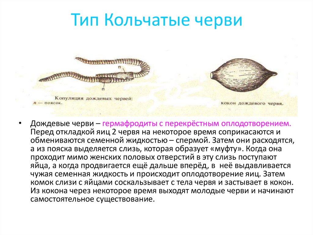 Какие особенности кольчатых червей. Представители система кольчатых червей. Кольчатые черви классификация таблица. Характеристика кольчатых червей половая систем. Тип кольчатые черви размножение.