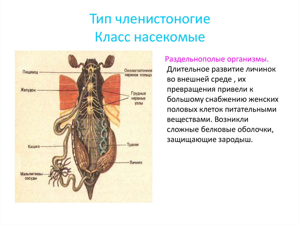 Органы размножения 8 класс биология. Класс насекомые система органов. Органы размножения насекомых. Насекомые внутреннее строение размножение. Органы насекомых 7 класс.