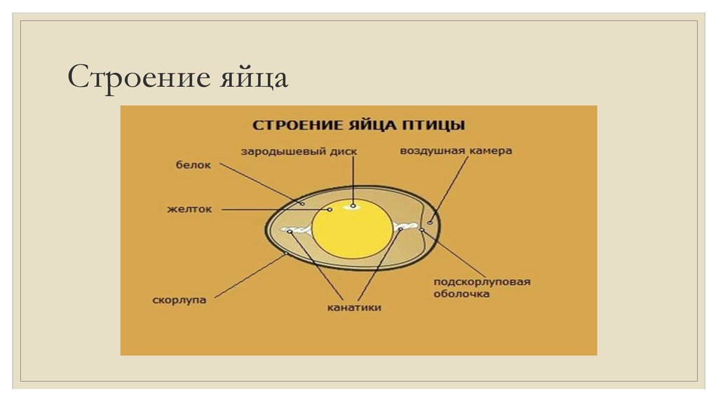 Строение яйца и развитие зародыша. Строение яйца земноводных. Строение яйца амфибии. Земноводные строение яйца. Строение яйца лягушки.