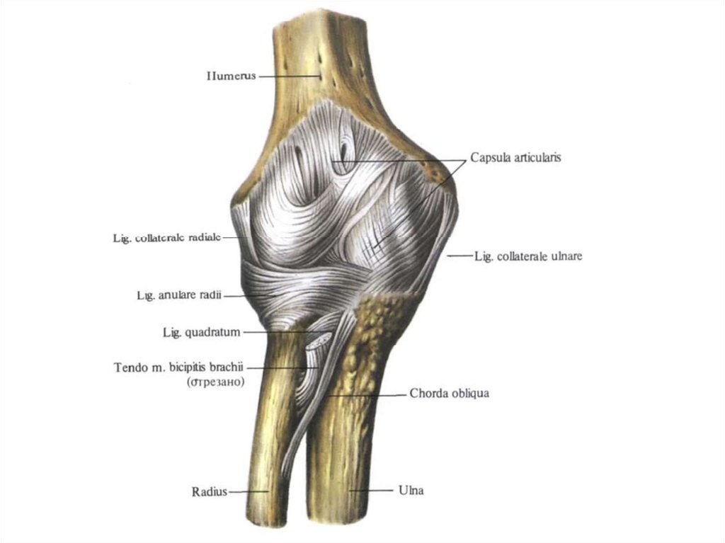Соединения локтевой кости. Связочный аппарат локтевого сустава. Локтевой сустав анатомия. Локтевой сустав анатомия костей. Связки локтевого сустава анатомия.