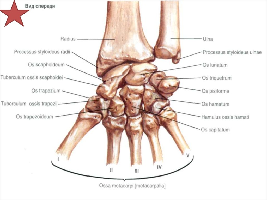 Запястье образовано костями. Ладьевидная кость лучезапястного сустава. Кости лучезапястного сустава анатомия. Ладьевидная кость запястье анатомия. Лучезапястный сустав гороховидная кость.