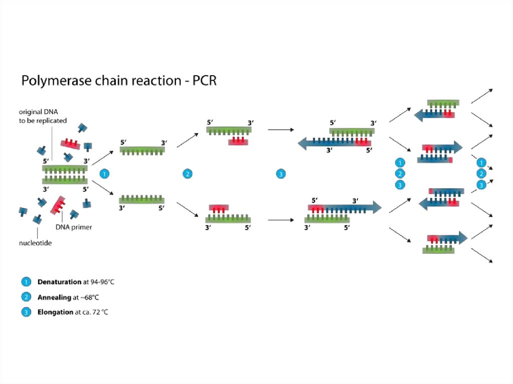 Полимеразная цепная реакция результат. Полимеразная цепная реакция это метод. Полимеразная цепная реакция схема. PCR — полимеразная цепная реакция. Схема полимеразной цепной реакции.