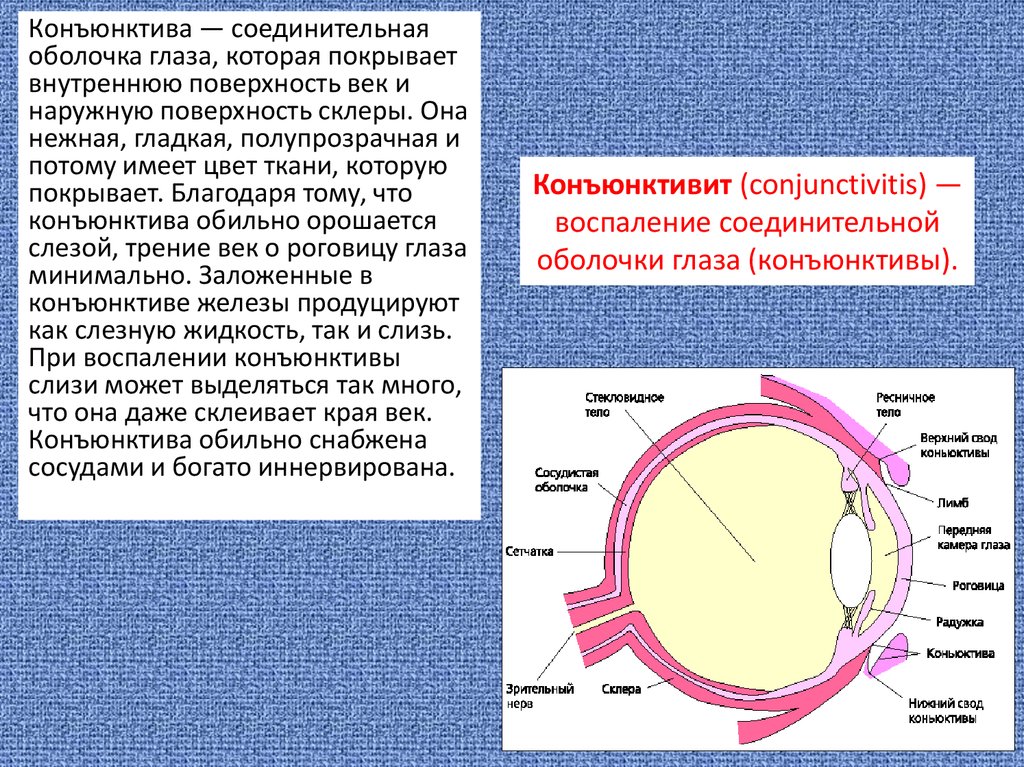 Функция соединительной оболочки. Конъюнктива глаза анатомия. Строение глаза конъюнктива. Конъюнктива глазного яблока анатомия. Соединительная оболочка глаза.