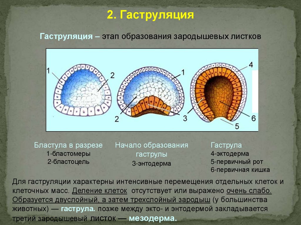 Эмбриональное развитие презентация