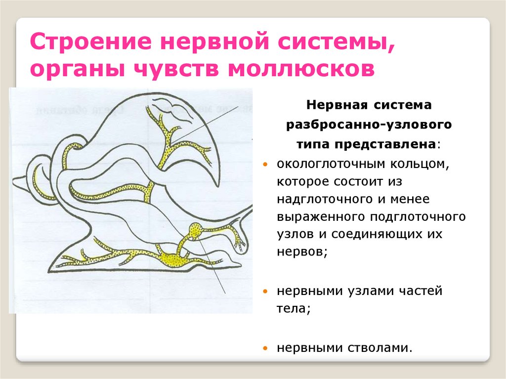 Выделительная нервная система. Функции органов нервной системы у моллюсков. Строение нервной системы моллюсков. Схема нервной системы брюхоногого моллюска. Нервная система моллюсков состоит из.