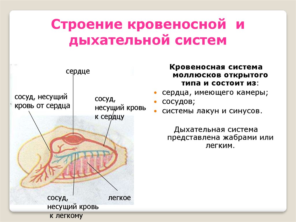 Моллюски строение и жизнедеятельность. LS[fntkmyfz система органов двустворчетых молбъюсков. Дыхательная система беззубки моллюски. Внутреннее строение беззубки выделительная система. Двустворчатые моллюски кровяная система.