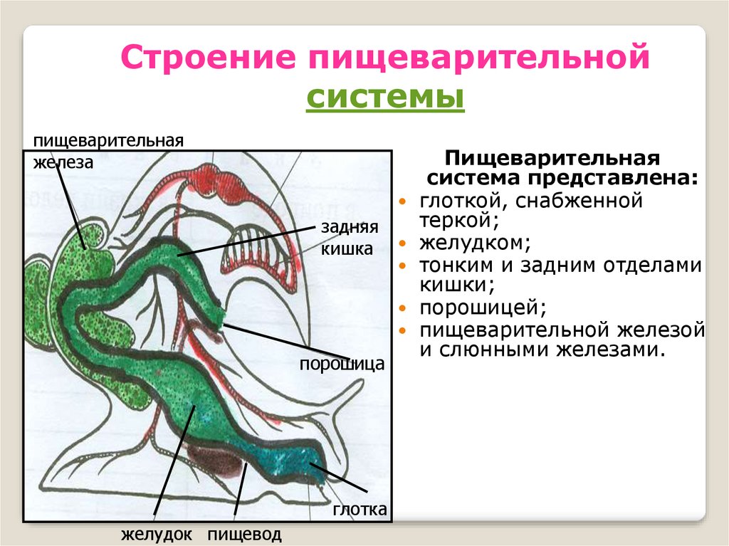 Пищеварительная система брюхоногих. Строение пищеварительной системы моллюсков. Строение пищеварительной системы брюхоногих моллюсков. Строение пищеварительной системы улитки. Тип моллюски 7 класс пищеварительная система.