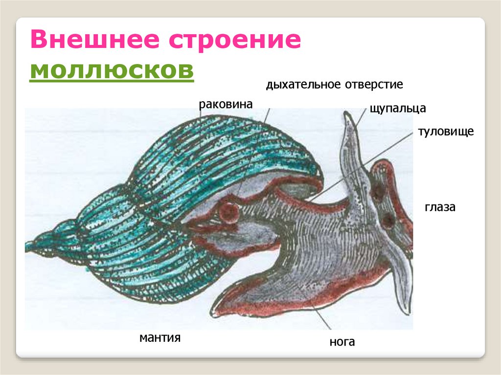 Внешнее строение моллюсков. Внешнее строение брюхоногого моллюска рисунок. Внешнее строение брюхоногих моллюсков. Внешнее строение брюхоногих моллюсков рисунок. Прудовик моллюск внешнее строение.