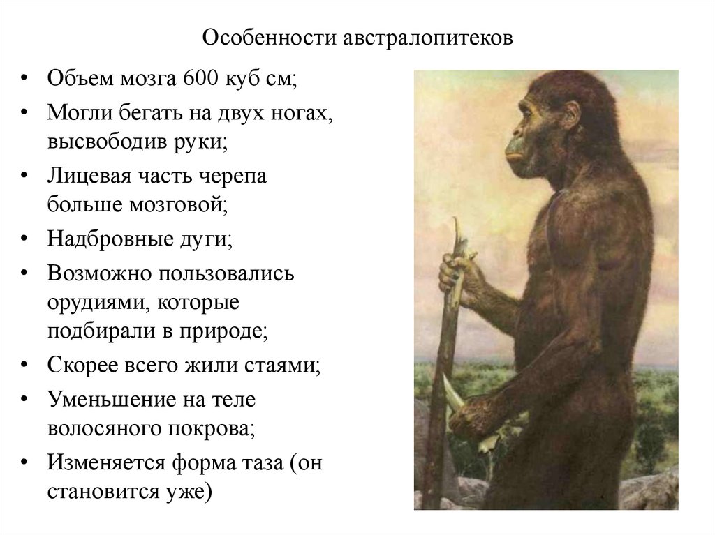 Какие особенности предков человека. Биологические характеристики австралопитеков. Австралопитек характеристика. Австралопитек особенности. Австралопитекъарактеристика.