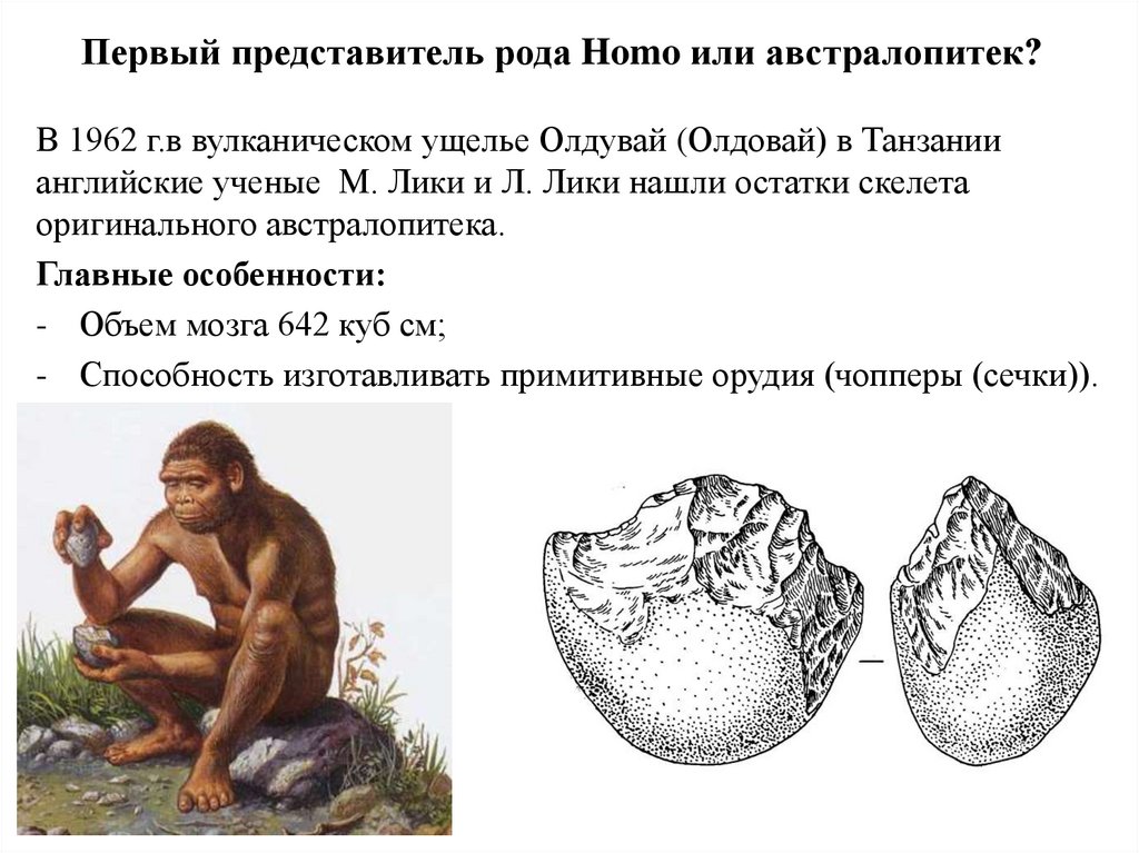 Представители рода homo. Первые представители рода homo. Олдувай австралопитек. Эволюция представителей рода homo. Основные этапы эволюции рода homo.