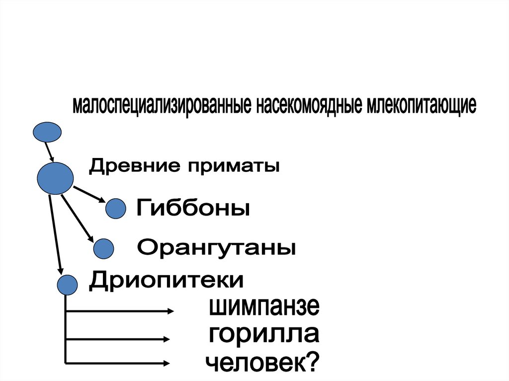 Антропогенез эволюция приматов презентация