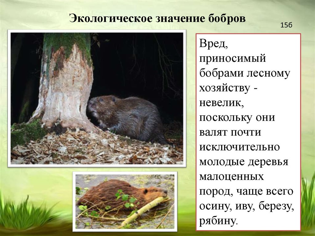 Значение бобра. Речной Бобр Западносибирский подвид. Значение Бобров в природе. Роль Бобров в природе. Роль бобра в природе.