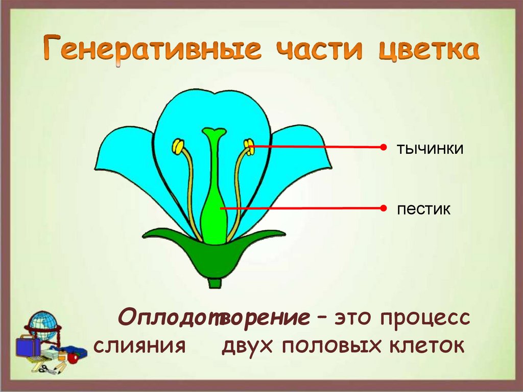 Генеративные слова. Генеративные части цветка. Генеративные органы цветка. Репродуктивные части имеют цветки. Генеративные структуры цветка.