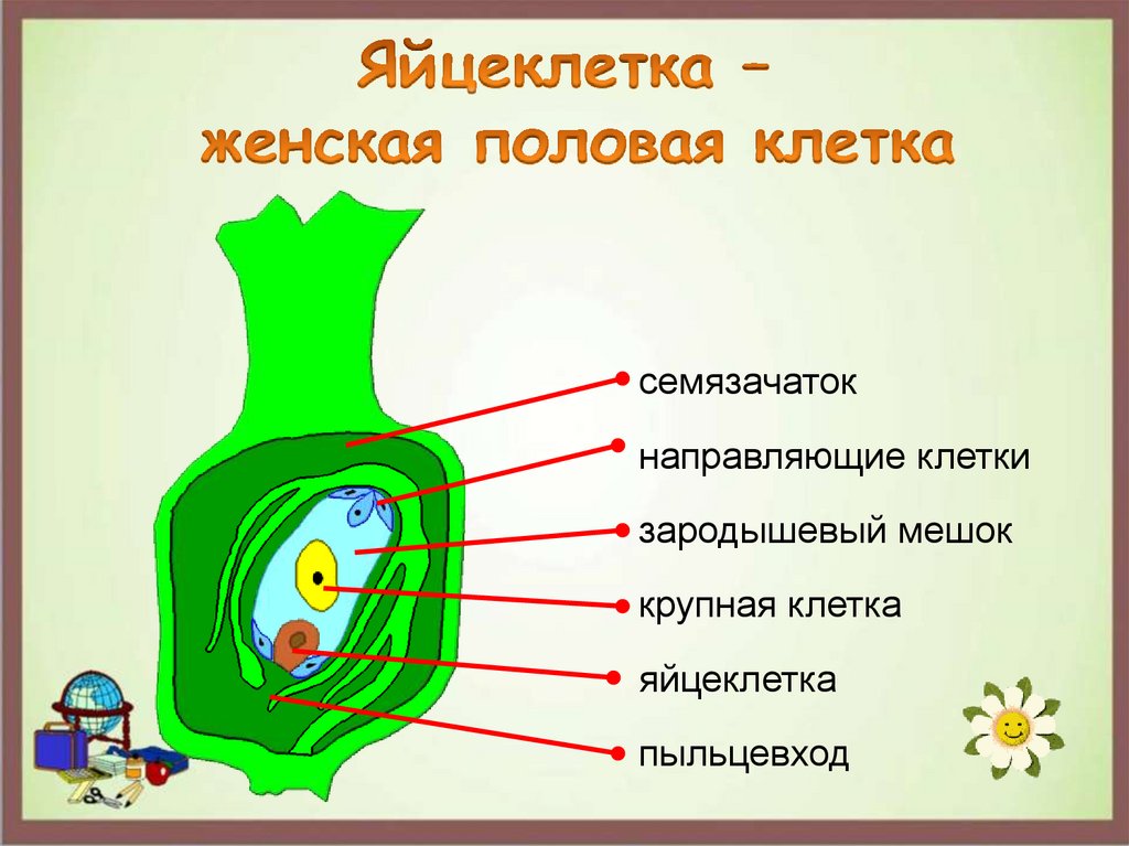 Пыльцевход. Женская половая клетка семязачатка.