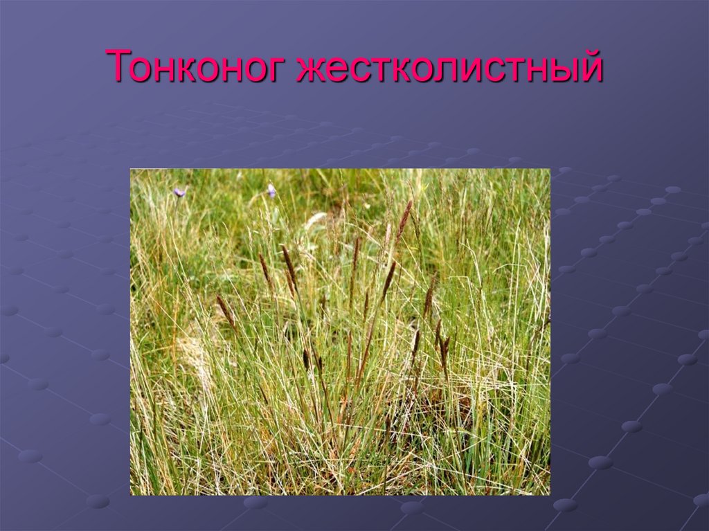 Растения самарской области фото и описание