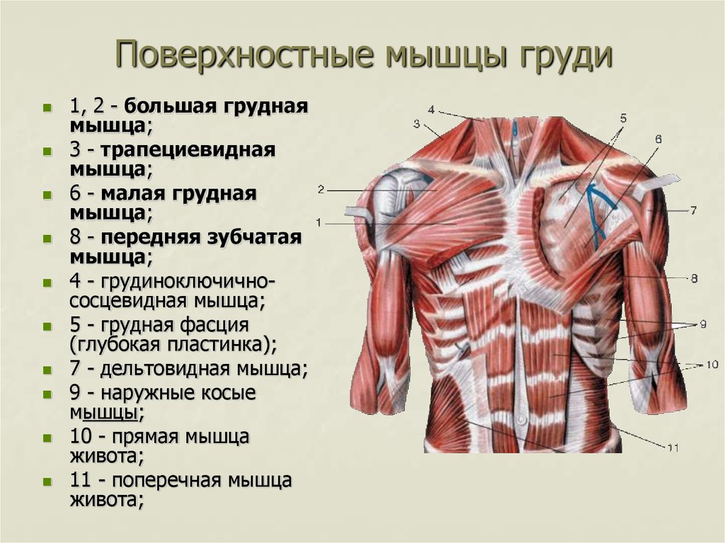 Мышцы грудного отдела. Строение грудной клетки человека анатомия мышцы. Анатомия строения мышц грудной клетки. Поверхностные мышцы грудной клетки анатомия. Глубокие мышцы грудины анатомия функции.