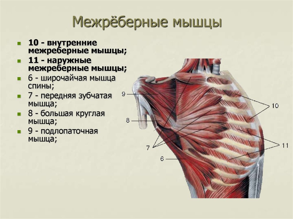 Межрёберные мышцы