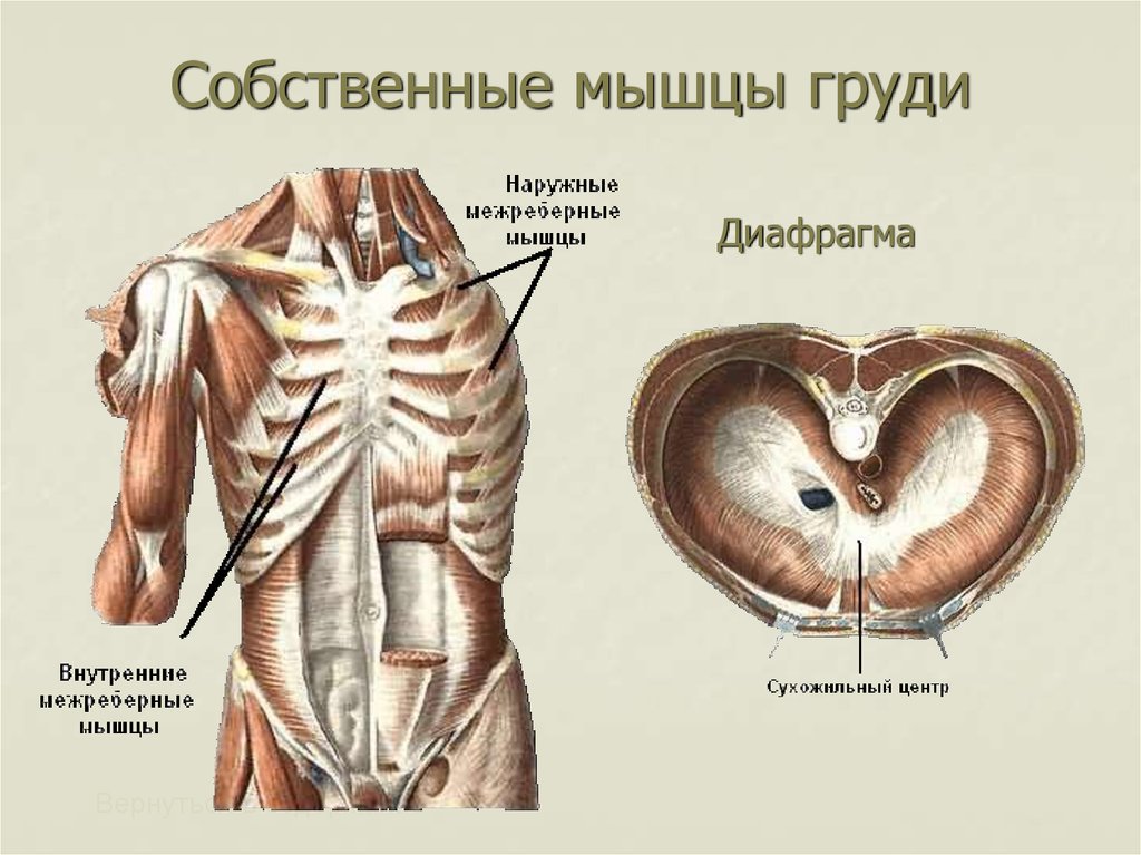 Собственные мышцы груди