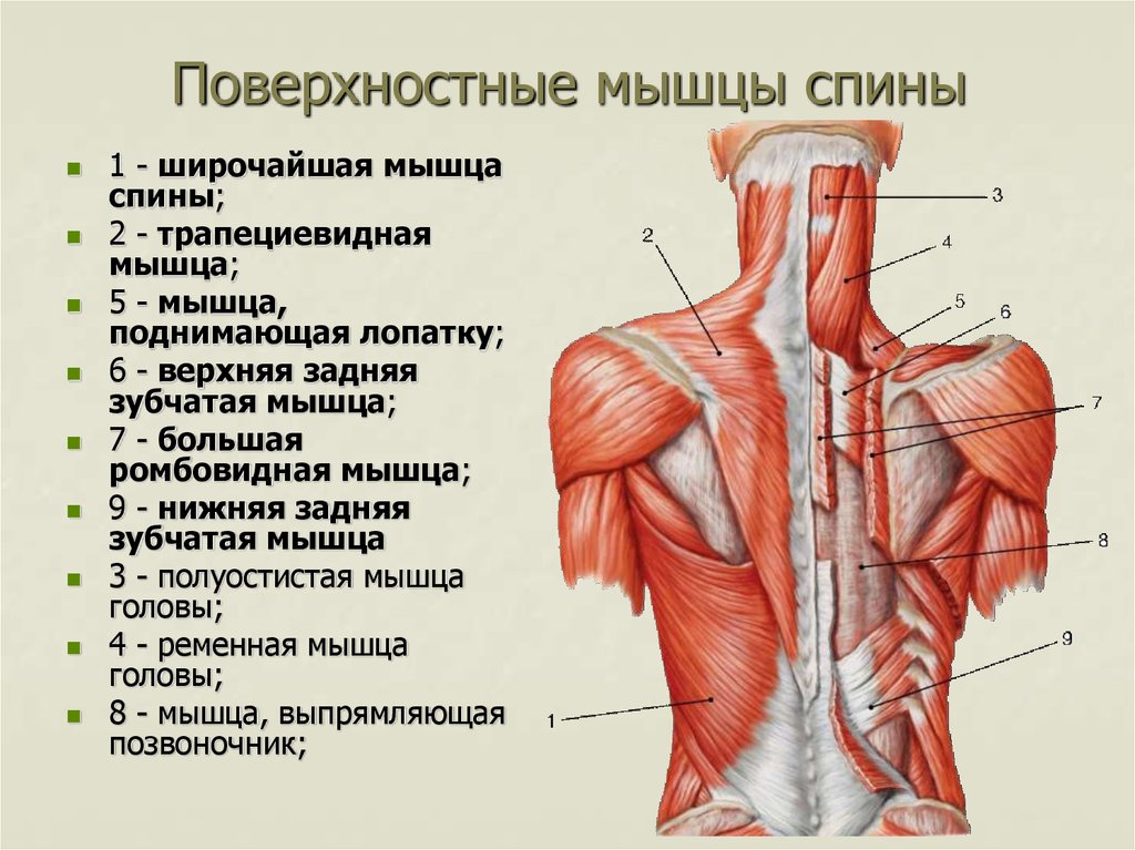 Части поясницы. Мышцы спины верхняя и нижняя задняя зубчатая мышца. Поверхностные мышцы спины 1 слой. Поверхности мышцы спины второй слой. Мышцы спины анатомия послойно.