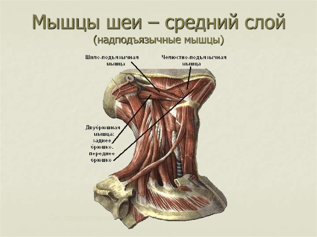 Мышцы шеи – средний слой (надподъязычные мышцы)