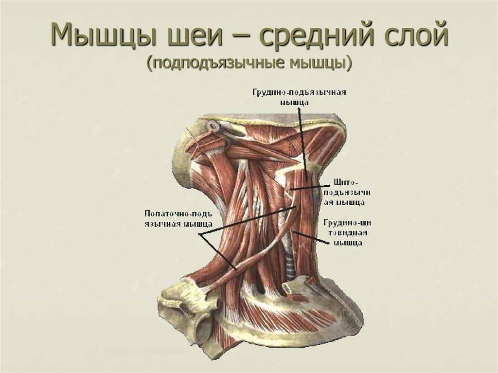 Мышцы шеи – средний слой (подподъязычные мышцы)