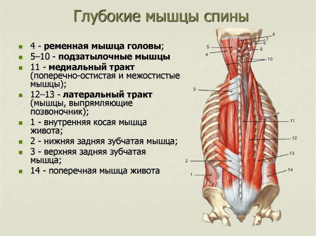 Глубокие мышцы спины