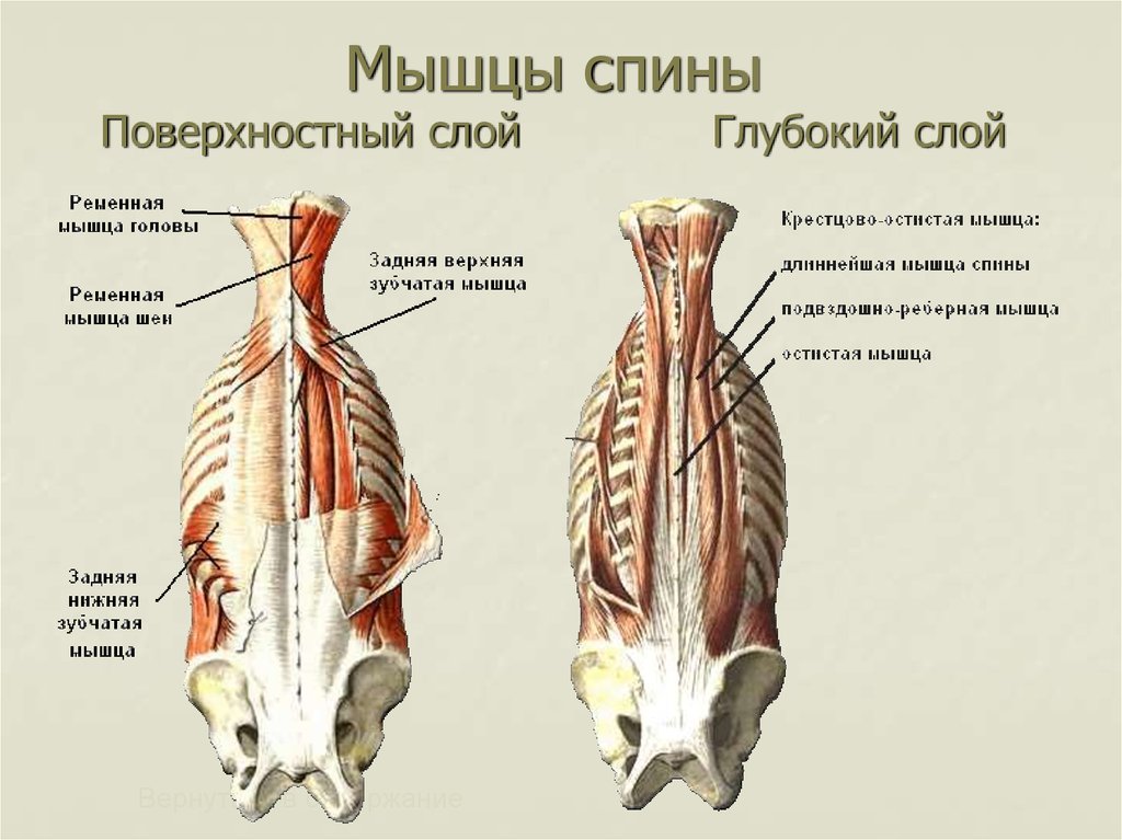 Глубокая поясница. Глубокие мышцы поясницы анатомия. Поверхностный слой глубоких мышц спины. Мышцы спины второй глубокий слой.
