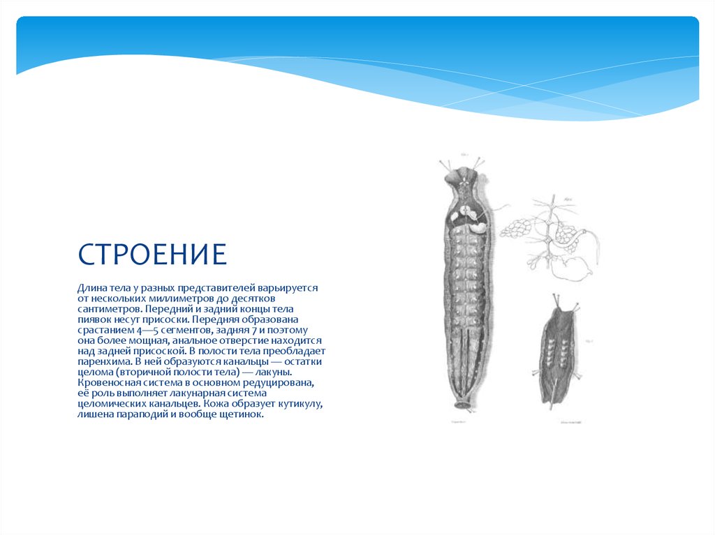 Какой тип питания характерен для пиявки медицинской изображенной на рисунке