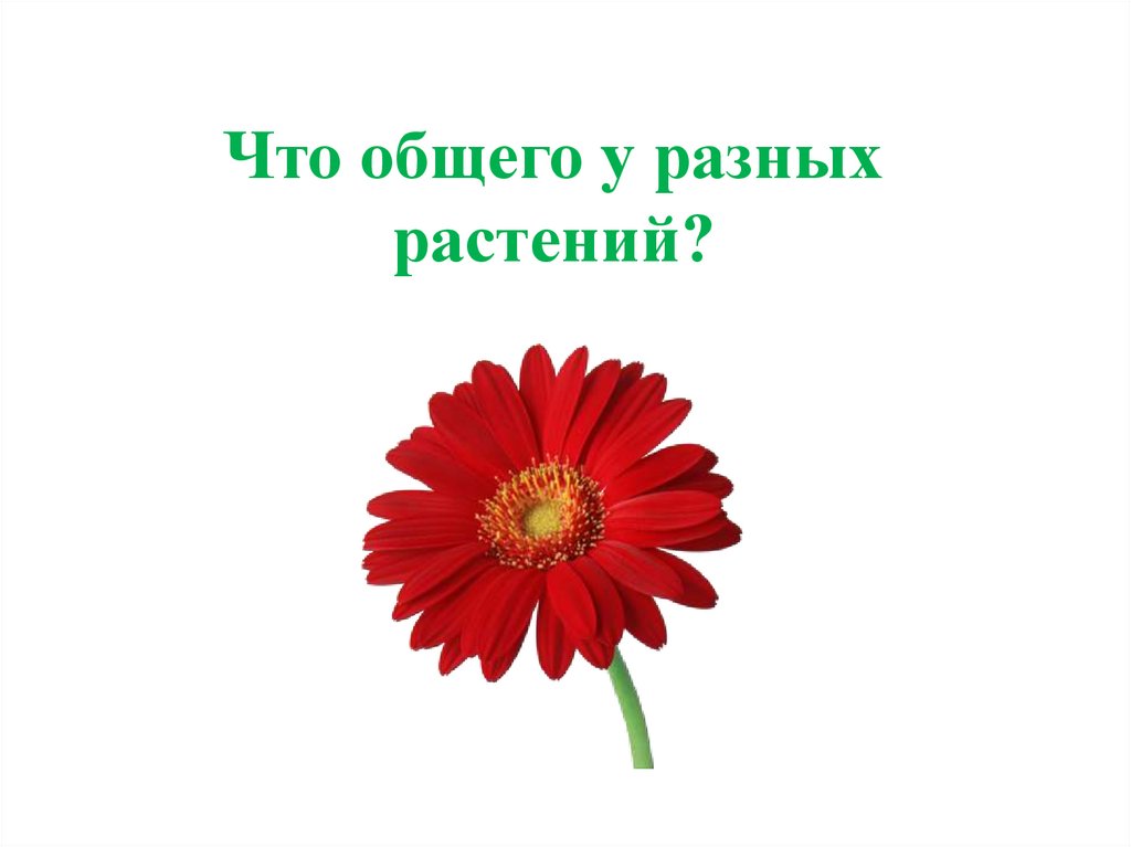 Что общего у разных растений