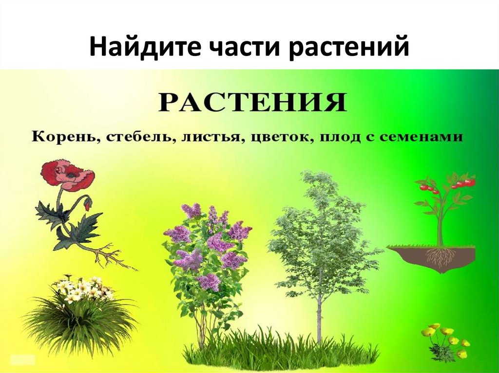 Презентация цветы 1 класс