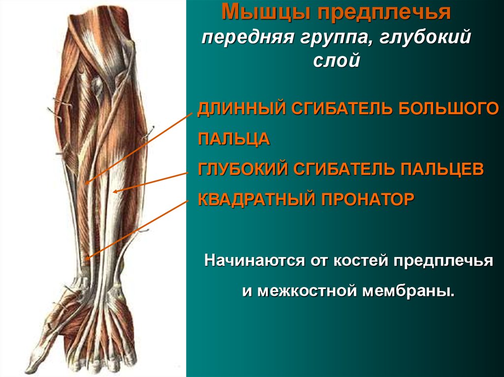 Сгибатель латынь. Глубокие мышцы передней группы предплечья. Мышцы предплечья задняя группа глубокий слой. Мышцы предплечья анатомия передняя группа.
