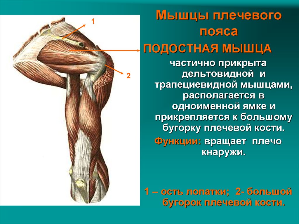 Подостная мышца. Подостная функции. Подостная мышца плечевого пояса. Дельтовидная мышца плечевого пояса функции. Мышцы плечевого пояса дельтовидная надостная подостная.