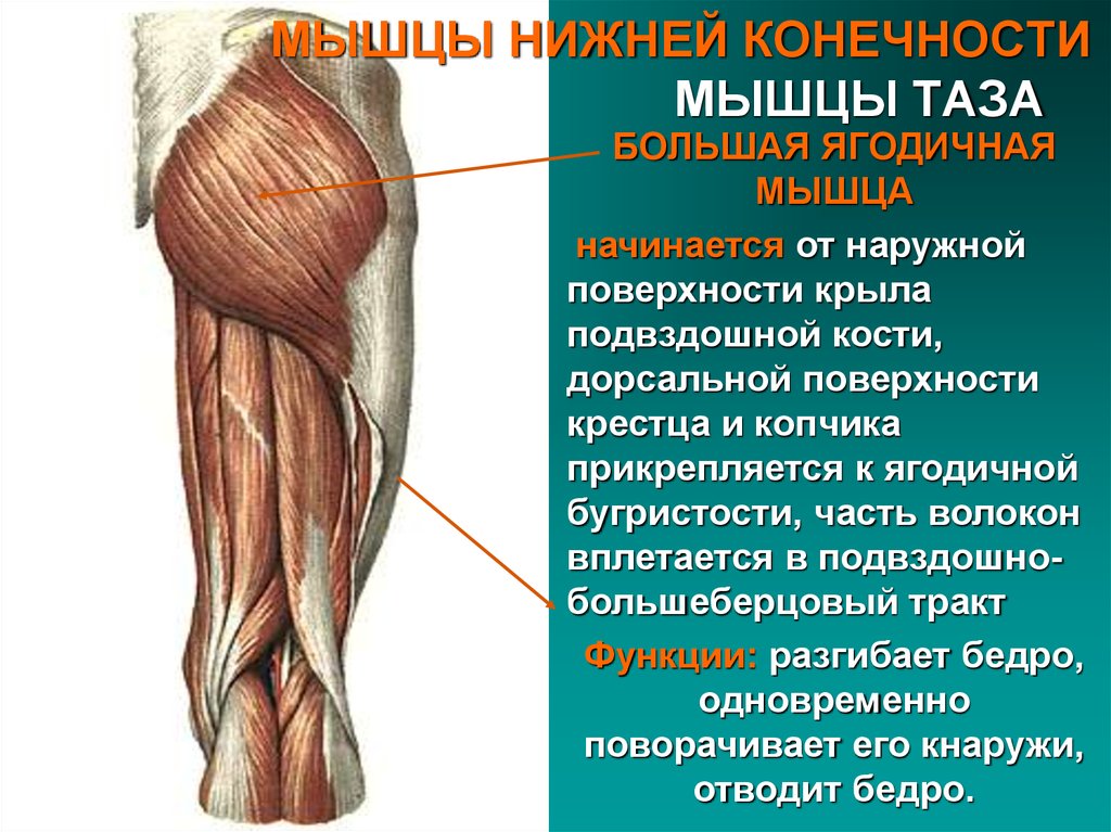 Мышцы таза анатомия в картинках