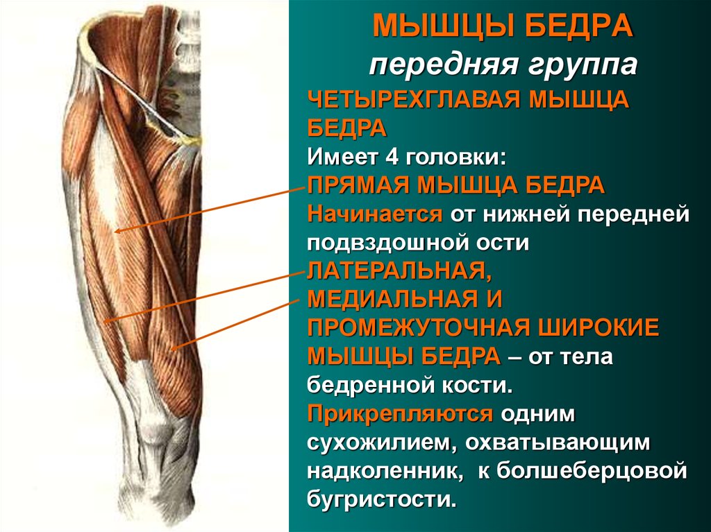 Прямая мышца где. Мышцы бедра передняя группа анатомия. Функции четырехглавой мышцы бедра функции. Латеральная головка четырехглавой мышцы бедра функции. Промежуточная головка четырехглавой мышцы бедра.
