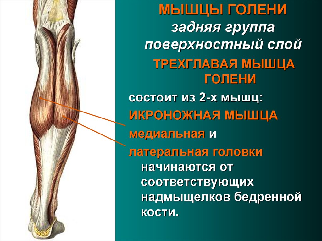 Икроножная мышца какая ткань. Мышцы голени задняя группа. Задняя группа мышц голени анатомия. Поверхностные мышцы голени задней группы. Мышцы голени передняя группа.