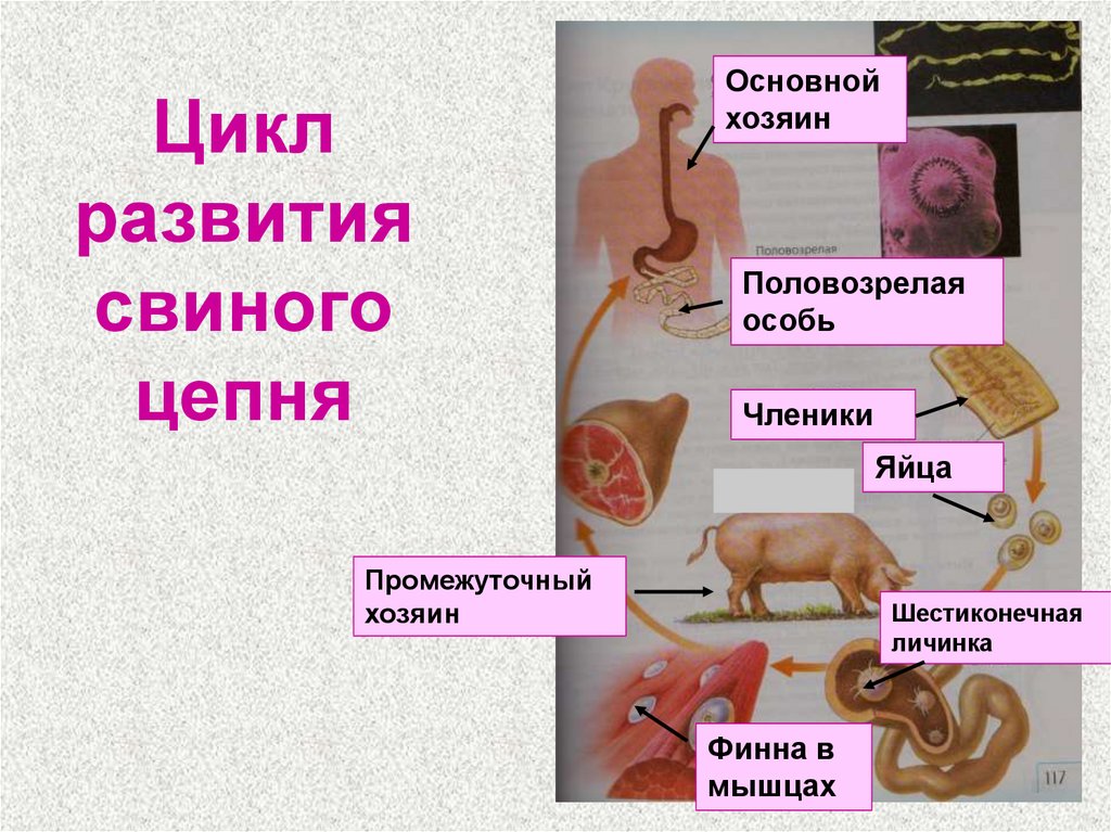 Схема жизненного цикла свиного цепня