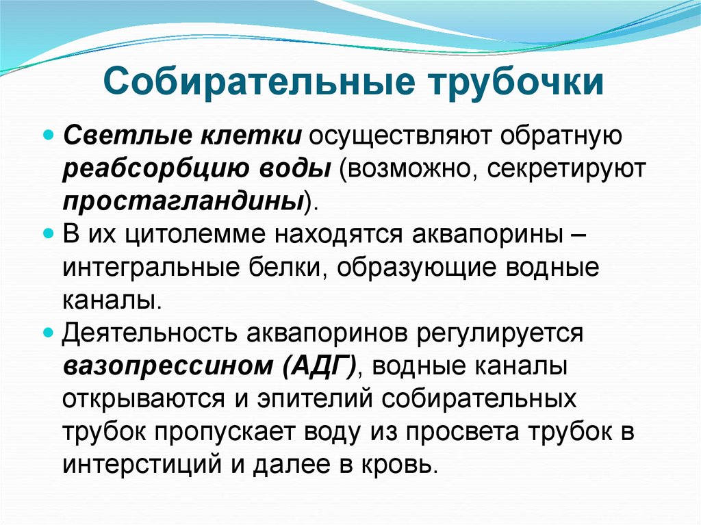 Какую функцию выполняет собирательная трубка. Собирательная трубочка функции. Собирательные трубочки почек функция. Собирательная трубка функции. Функция собирательных почечных трубочек:.