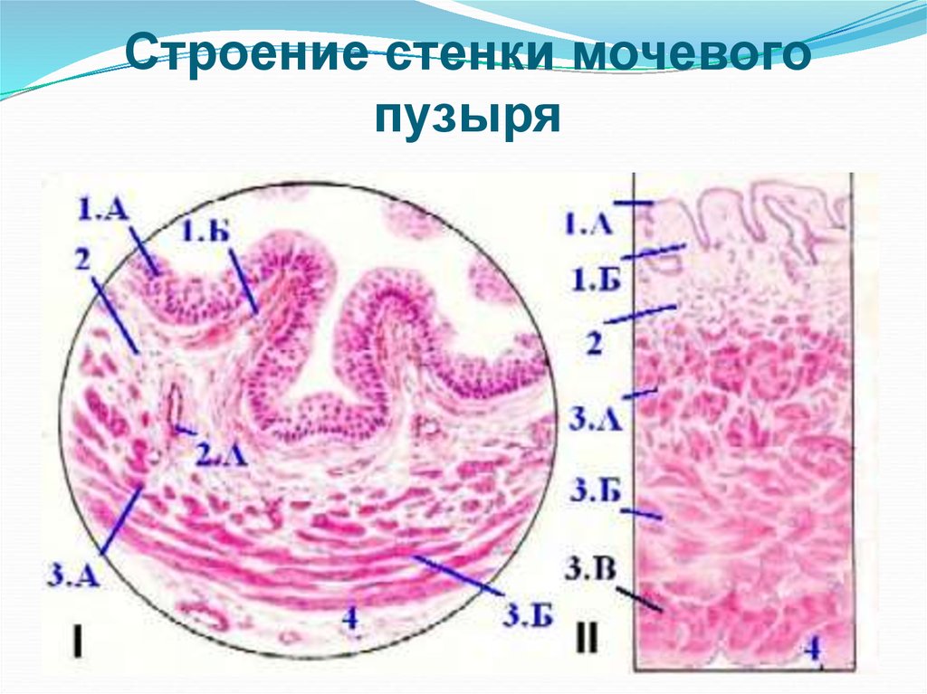 Мочеточник гистология рисунок