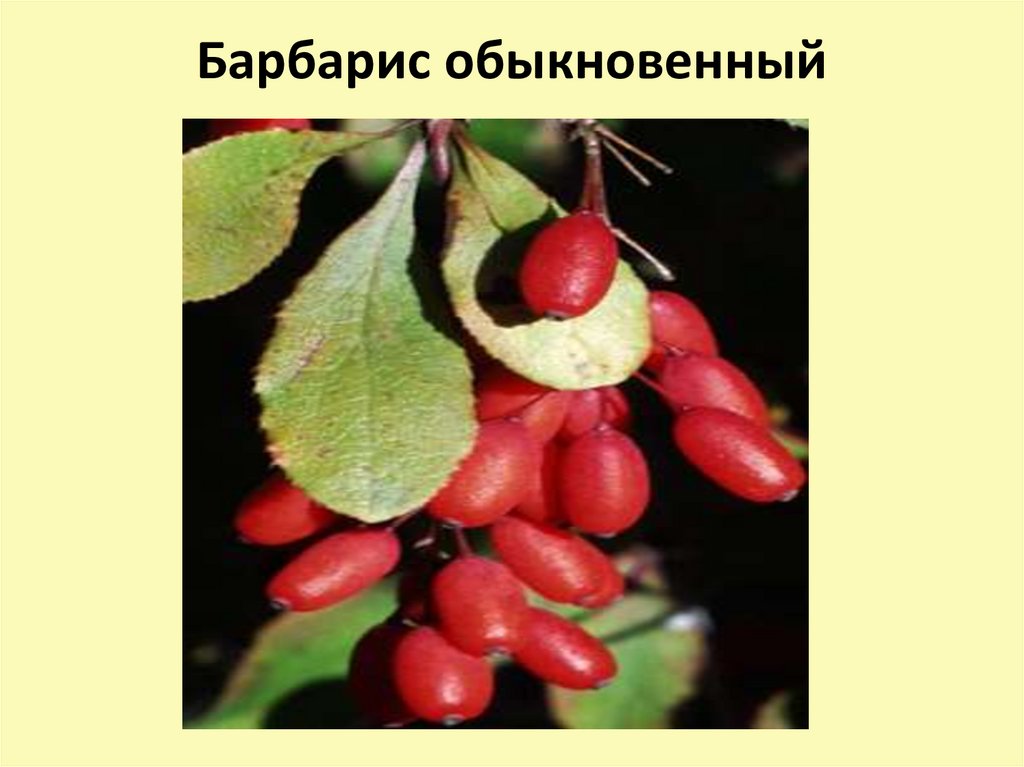 Барбарис свойства. Барбарис обыкновенный ареал. Барбарис обыкновенный форма пурпурная.