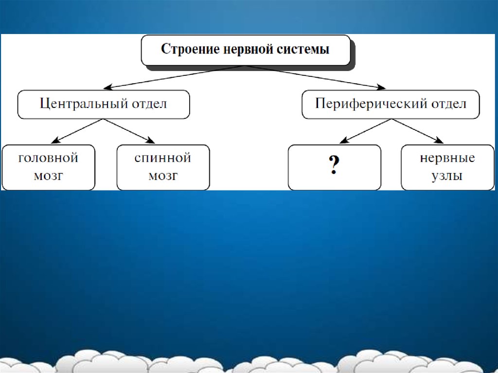 Презентация по биологии на тему воля