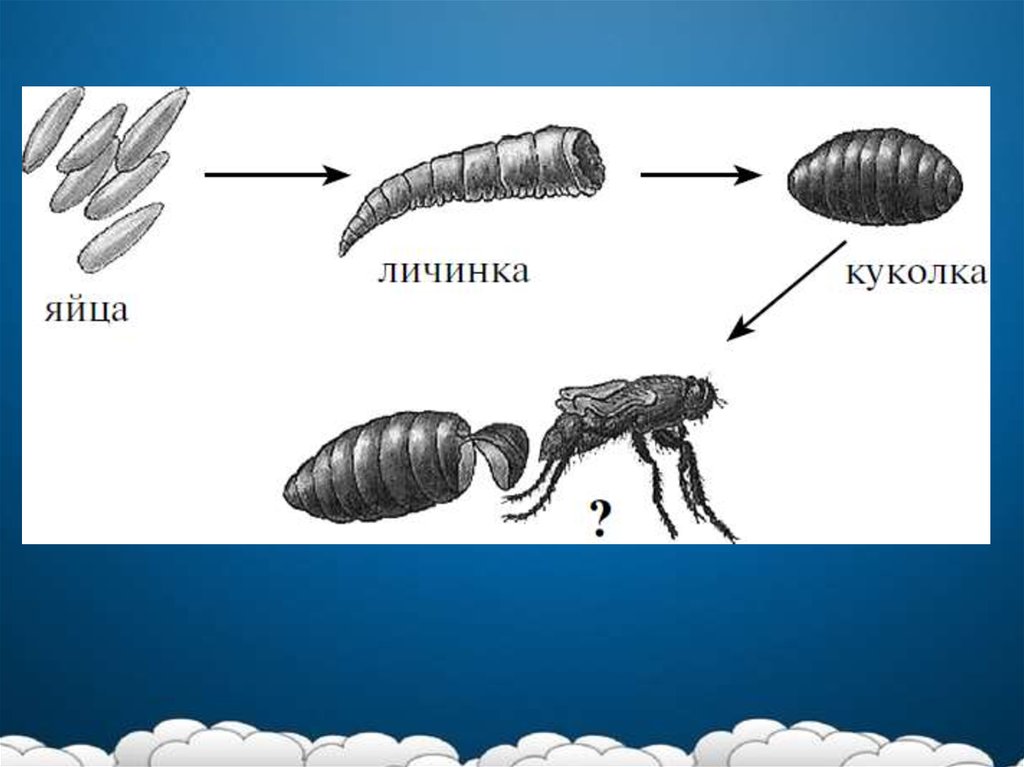 Яйца личинки куколки