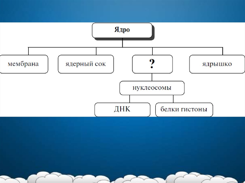 2 мембраны ядра